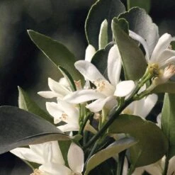 Chloé Chloé Naturelle Eau De Parfum - 30 Ml 28 Chloé Chloé Naturelle Eau De Parfum - 30 Ml -Parfum Winkel 1200x1200 195