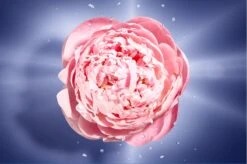 Lancôme La Vie Est Belle En Rose 50 Ml - Eau De Toilette - Damesparfum -Parfum Winkel 1200x798