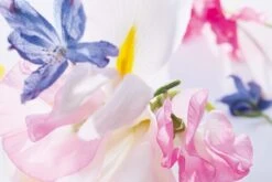 Dior Miss Vrouwen 50 Ml -Parfum Winkel 1200x800 22