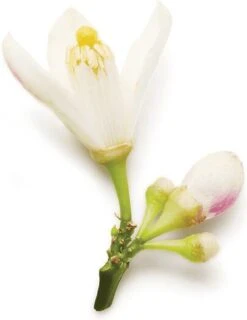 Giorgio Armani Code 75 Ml - Eau De Parfum - Damesparfum -Parfum Winkel 927x1200 2