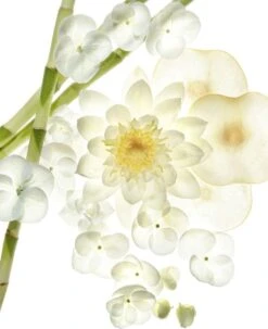 Bvlgari Omnia Crystaline 40 Ml - Eau De Toilette - For Women -Parfum Winkel 978x1200